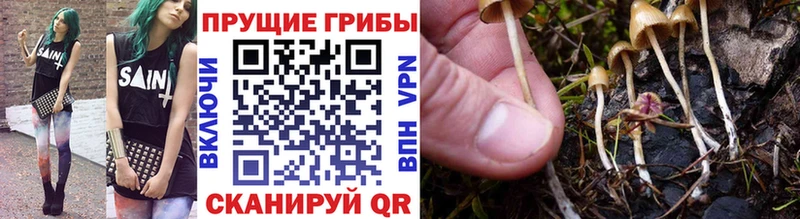 Псилоцибиновые грибы GOLDEN TEACHER  Купить где  Реж 